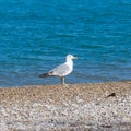 Young European herring gull Larus argentatus in their natural Royalty Free Stock Photo