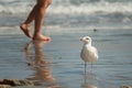 A young european herring gull standing on the beach Royalty Free Stock Photo