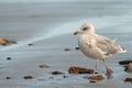 A young european herring gull standing on the beach Royalty Free Stock Photo