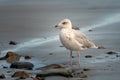 A young european herring gull standing on the beach Royalty Free Stock Photo