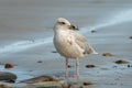 A young european herring gull standing on the beach Royalty Free Stock Photo