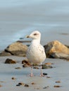 A young european herring gull standing on the beach Royalty Free Stock Photo