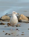 A young european herring gull standing on the beach Royalty Free Stock Photo