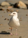 A young european herring gull standing on the beach Royalty Free Stock Photo