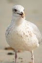 A young european herring gull standing on the beach Royalty Free Stock Photo