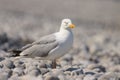 A young european herring gull standing on the beach Royalty Free Stock Photo