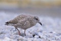 A young european herring gull standing on the beach Royalty Free Stock Photo