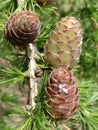 Young European Larch cones