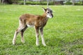 Young european mouflon animal, very young and funny