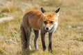 Young european Red fox Vulpes vulpes, Babia Gora National Park, Poland.