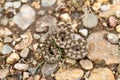 Young european sand viper camouflage