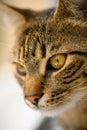 Young european shorthair cat's head Royalty Free Stock Photo