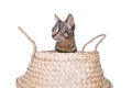 Young European shorthair cat sitting in wicker basket isolated on white background Royalty Free Stock Photo