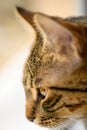 Young european shorthair cats head Royalty Free Stock Photo