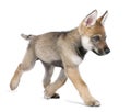 Young European wolf running - Canis lupus lupus Royalty Free Stock Photo