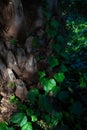 Young evergreen English ivy climbing pine tree bark. Background wintergreen woody vine leaf close-up textured.