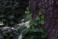 Young evergreen English ivy climbing pine tree bark