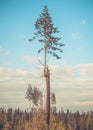 Young evergreen fir tree Royalty Free Stock Photo