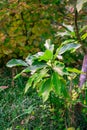 Young evergreen fruit tree avocado with green leaves