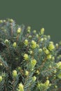 Young evergreen pine tree branches with sprouts, ornamental thorns.