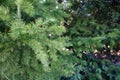 A young evergreen spruce in a dense forest