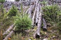 Young Evergreen Trees Growing Beside Cut Logs