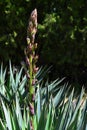Young evolving buds growing from Chusan Palm tree Trachycarpos Fortunei