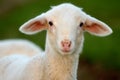 Young ewe Royalty Free Stock Photo