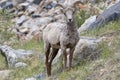 Young ewe bighorn Royalty Free Stock Photo