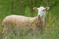 Young Ewe in Pasture Field Royalty Free Stock Photo