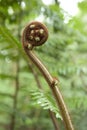 Young expanding fern
