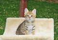 Young F2 Serval Savannah Kitten