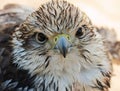 Young falcon Royalty Free Stock Photo