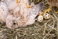 Young falcon bird Royalty Free Stock Photo