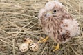 Young falcon bird Royalty Free Stock Photo