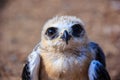 young falcon bird Royalty Free Stock Photo