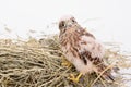 Young falcon bird Royalty Free Stock Photo