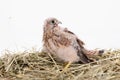 Young falcon bird Royalty Free Stock Photo