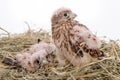 Young falcon bird Royalty Free Stock Photo