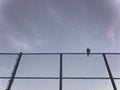 Young Falcon Sitting on a Barbed Wire Fence Royalty Free Stock Photo