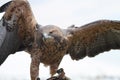 Juvenile Peregrine Falcon Ready to Fly Royalty Free Stock Photo