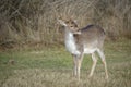 Young fallow buck Royalty Free Stock Photo