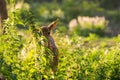 Young fallow dear behind the grass Royalty Free Stock Photo
