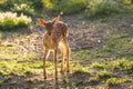 Young fallow dear Royalty Free Stock Photo