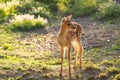 Young fallow dear Royalty Free Stock Photo