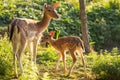 Young fallow dear with mum