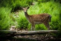 Young Fallow Deer