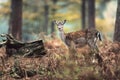 Young fallow deer in autumn ferns in forest.