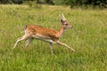 Young Fallow Deer Buck - Dama dama, Warwickshire, England. Royalty Free Stock Photo