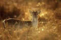 Young Fallow Deer buck in golden light Royalty Free Stock Photo